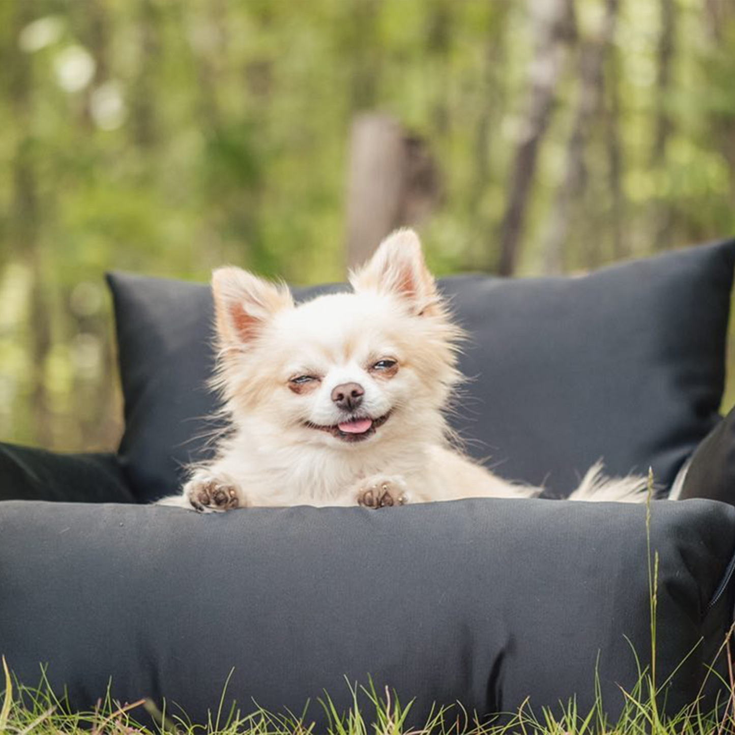 Resesäng för Hund och Katt